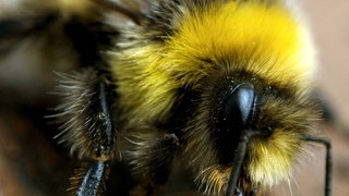Das Bild zeigt eine Nahaufnahme einer Erdhummel, die mit ihrem Rüssel Flüssigkeit aufnimmt. Rechts oben in der Ecke ist das Logo von "Die Maus" (WDR).